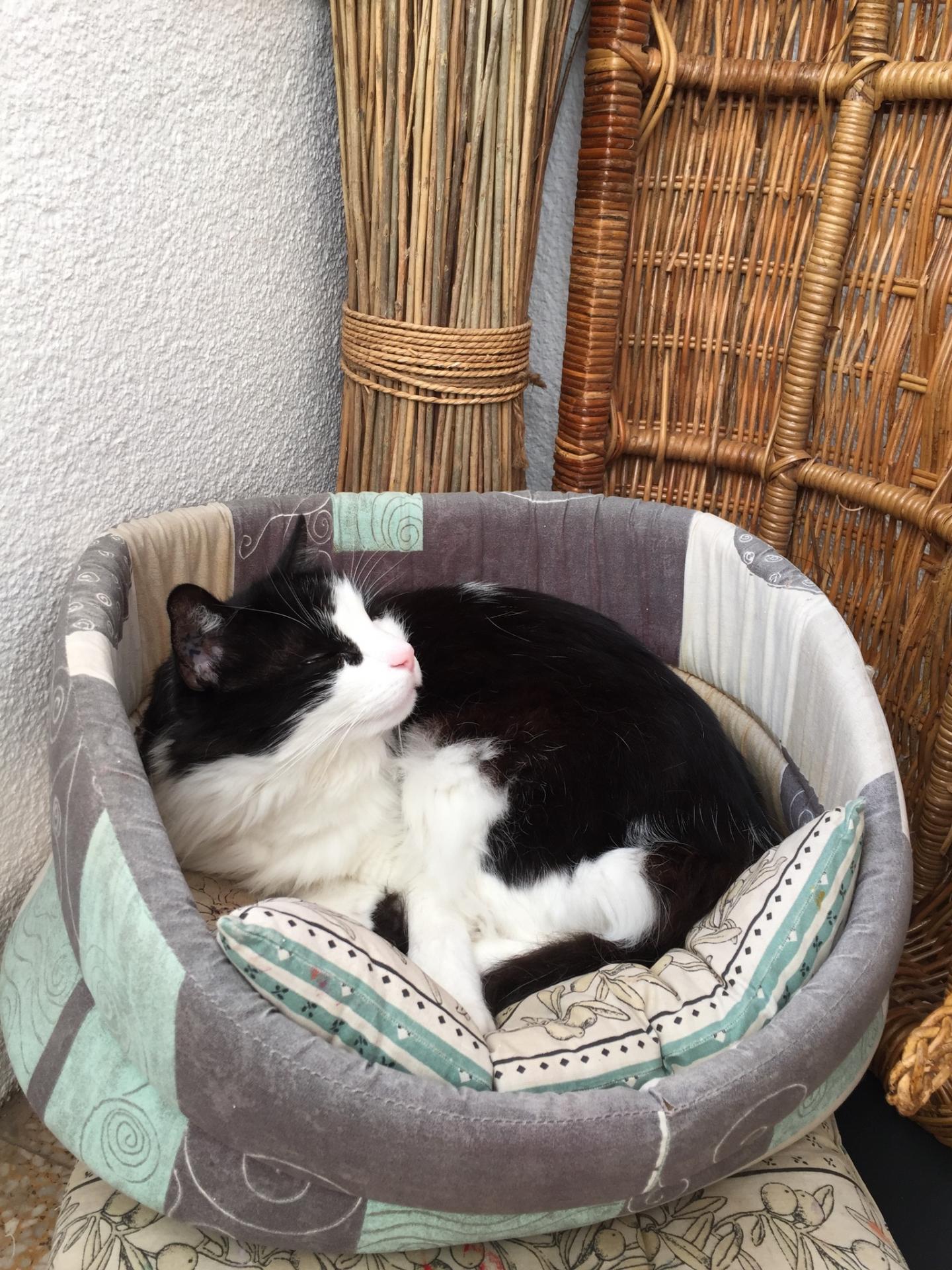 Le chat Jaurès